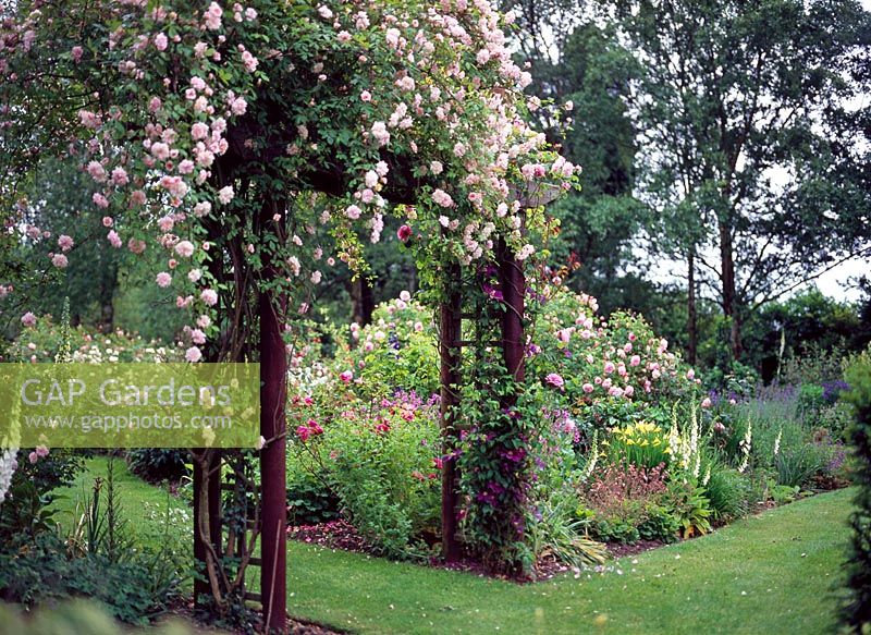 Rose Garden with  climbing Rosa 'Cecile Brunner' and Clematis 'Vagabond' on arch. Goltho House, Lincolnshire