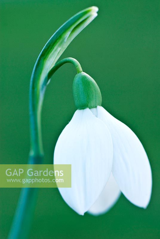 Close up of Galanthus 'Bertram Anderson' - Snowdrop in February, Winter