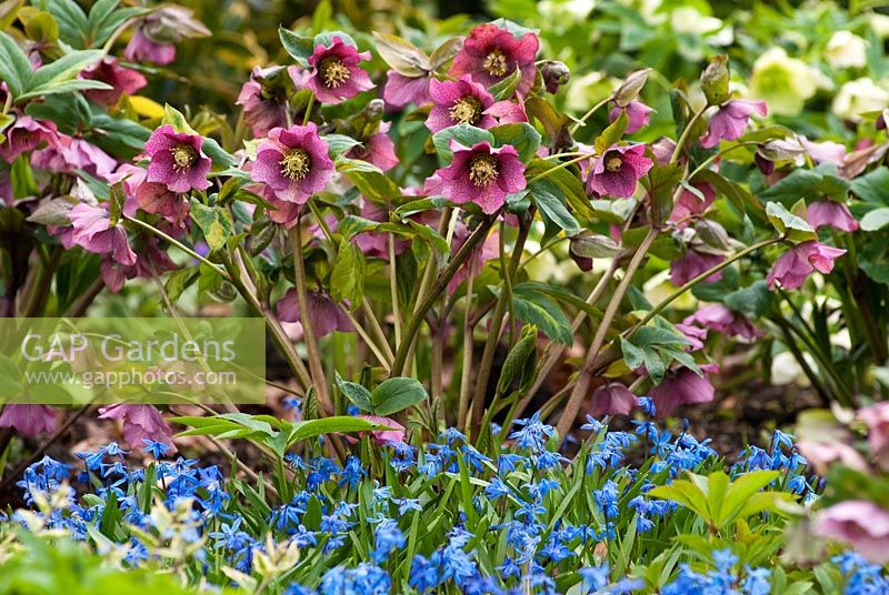 Helleborus x hybridus with Scilla sibirica -Siberian Squill in early Spring