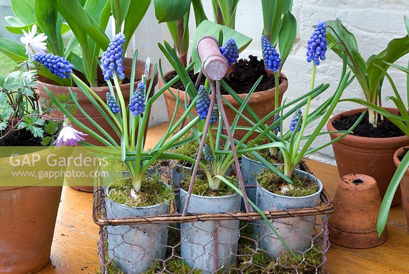 Muscari 'Blue Magic' potted up in wirework trug for Easter display

