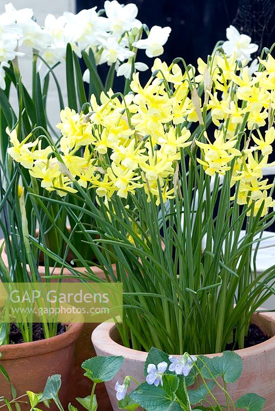 Narcissus 'Hawera' in container