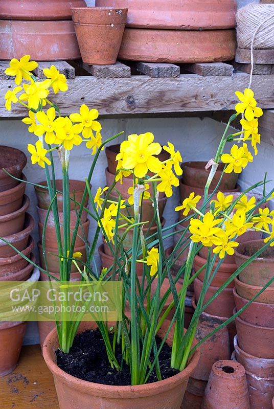 Narcissus 'Baby Moon' in container greenhouse