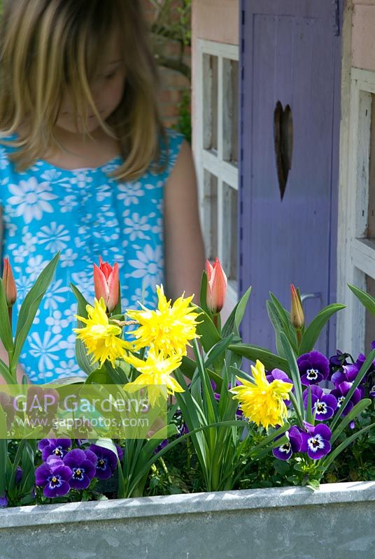 Childs spring windowbox planted with Viola, Tulipa 