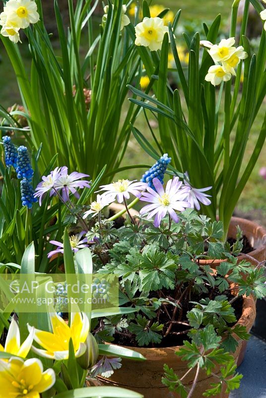 Potted spring bulbs on table - Narcissus 'Minnow', Anemone blanda, Tulipa tarda
