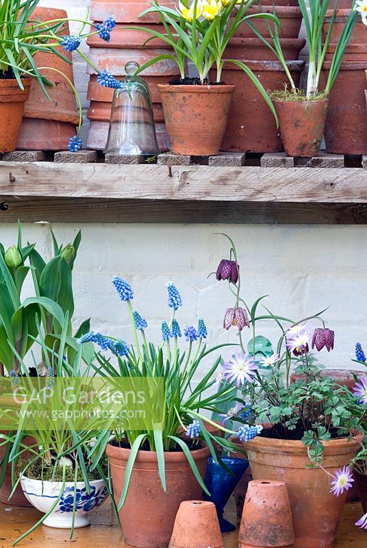 Decorative display of spring bulbs in vintage terracotta pots- Muscari 'Blue Magic',  Anemone blanda, Fritillaria meleagris, Tulipa tarda