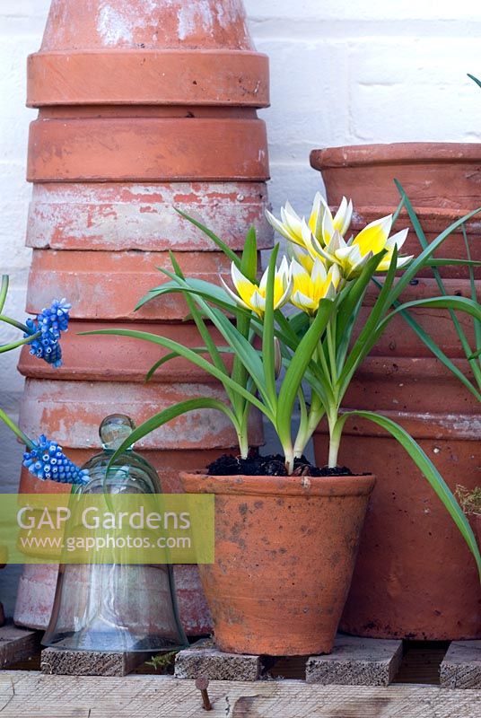 Tulipa tarda displayed in vintage pot in greenhouse