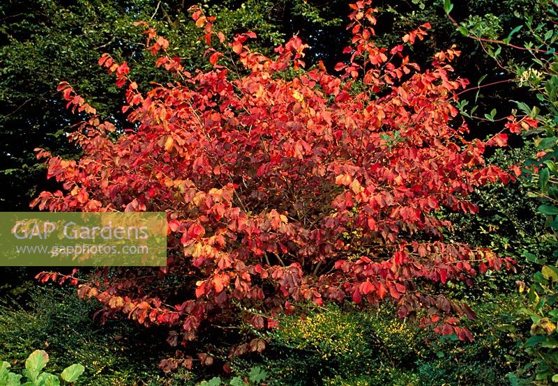 Hamamelis vernalis 'Sandra' in full autumn colour in September 