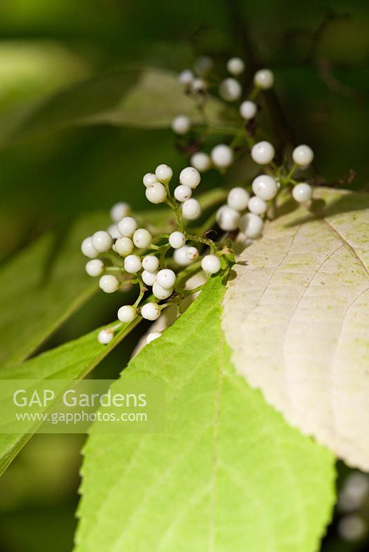 Callicarpa japonica 'Leucocarpa' berries in autumn