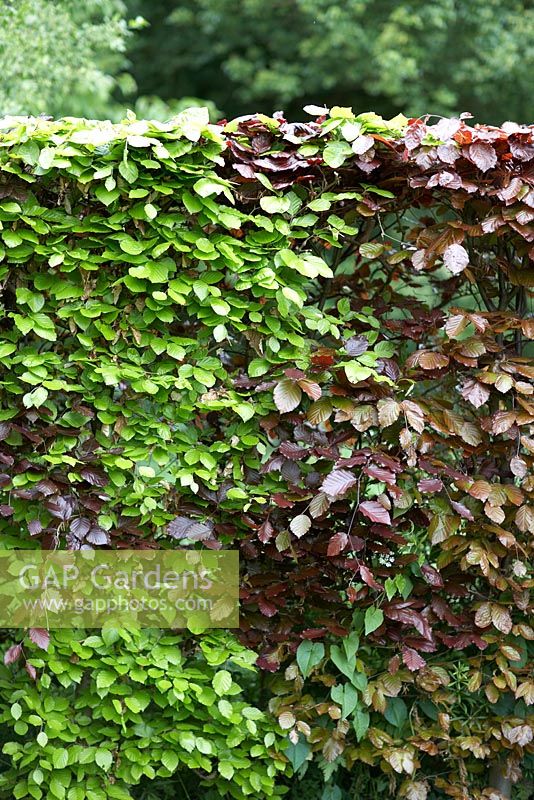 Mixed beech hedge - ordinary beech and copper beech combined