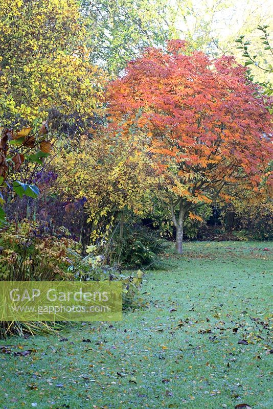 Mixed flowerbed and view to Sorbus sargentiana - Sargents Rowan in October