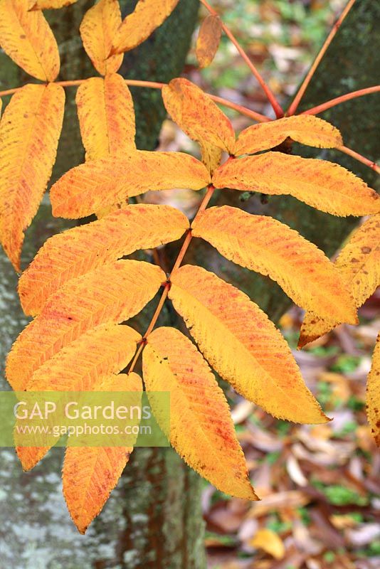Sorbus sargentiana - Sargents Rowan in October