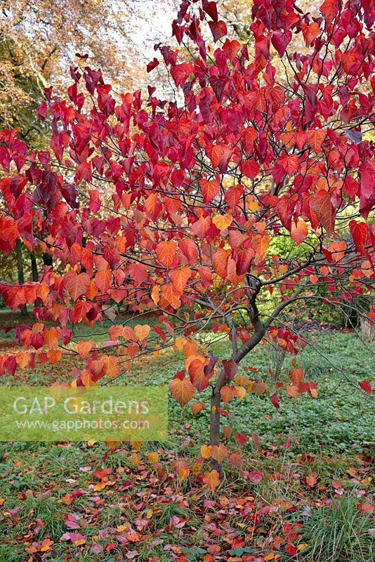Cercis canadensis 'Forest Pansy' - autumn foliage