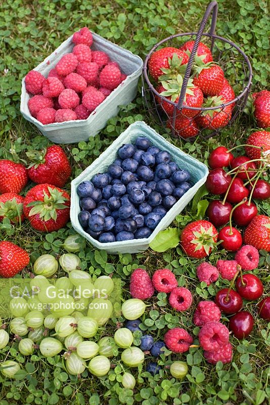Strawberry, Blueberry, Gooseberry, Cherry in containers