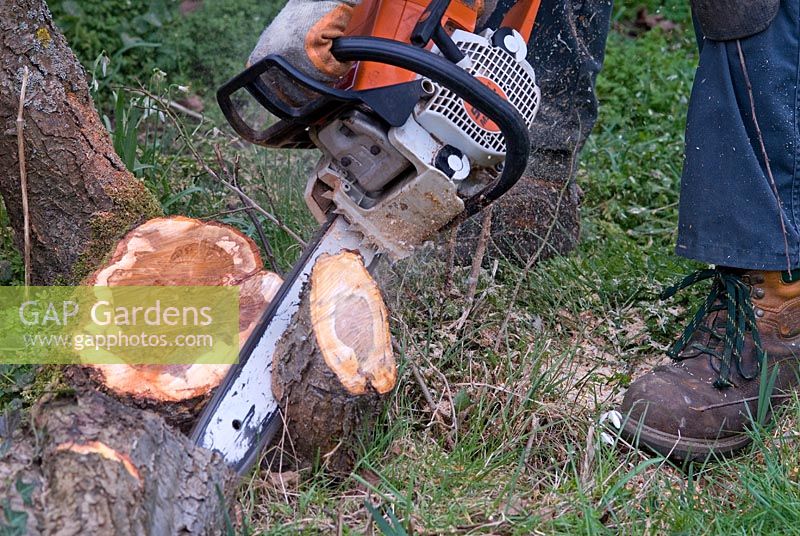 Man using a petrol chainsaw to cut down a deseased Prunus 'Green Gage' in March