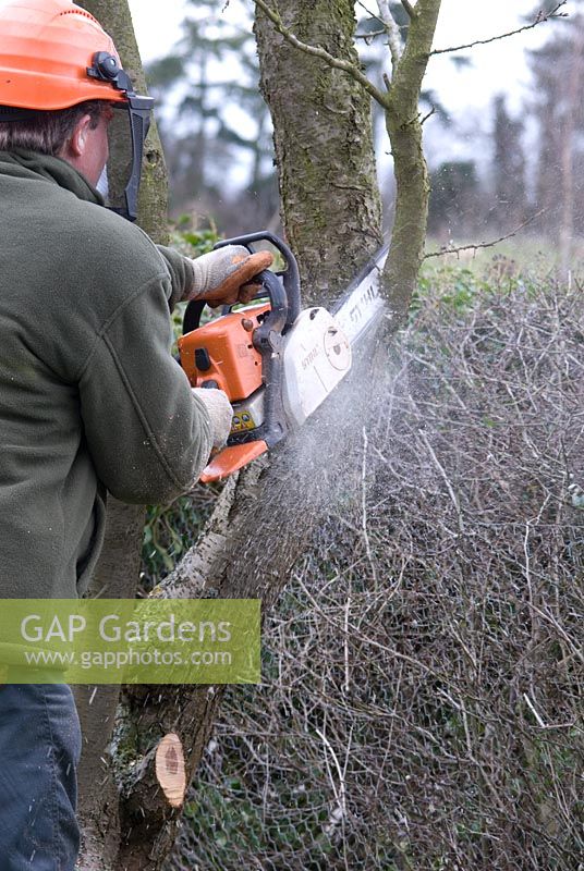 Man using a petrol chainsaw with a safety helmet to cut down a deseased Prunus 'Green Gage' in March