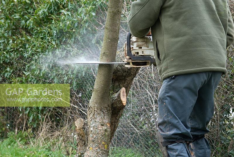 Man using a petrol chainsaw with to cut down a deseased Prunus 'Green Gage' in March