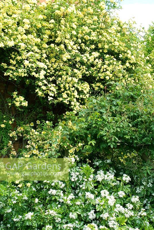 Rosa banksiae 'Lutea' with Rosa primula  Species rose 'Incense Rose', the earliest flowering rose in Britain and Choisya ternata - Mexican Orange Blossom in May