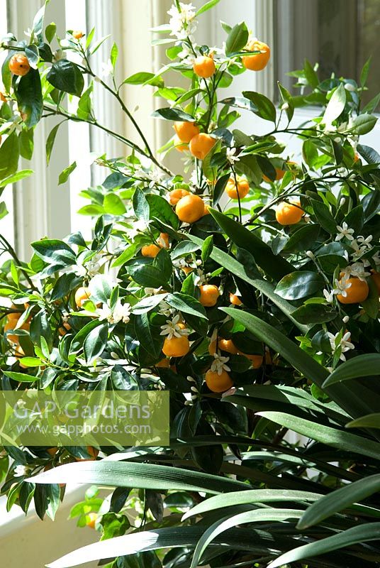 Citrus mitis, now renamed as Citrus x Citrofortunella microcarpa with fruit and flowers in a conservatory