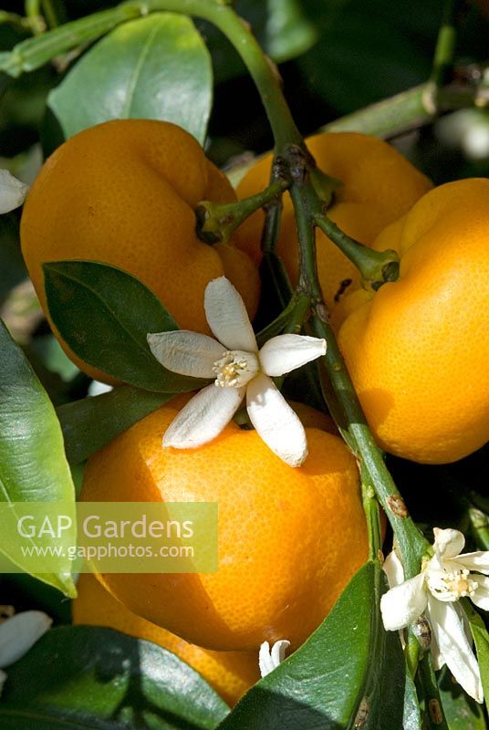 Citrus mitis, now renamed as Citrus x Citrofortunella microcarpa with fruit and flowers in a conservatory