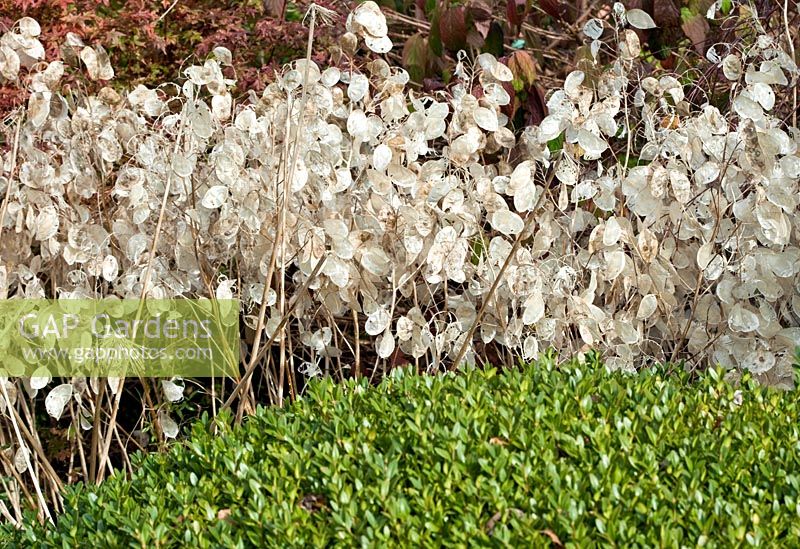 Seed heads of Lunaria Annua - Honesty in Autumn at Wilkins Pleck (NGS) Whitmore near Newcastle-under-Lyme in North Staffordshire