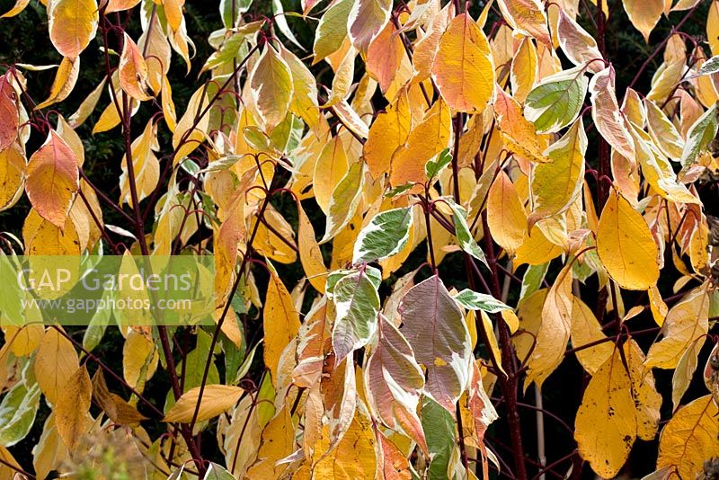 Cornus Florida - Eastern Dogwood in Autumn Wilkins Pleck (NGS) Whitmore near Newcastle-under-Lyme in North Staffordshire
