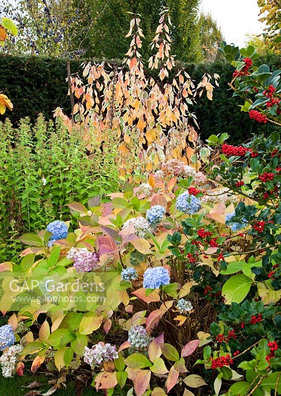 Border with Dogwood Hydrangea and Holly in autumn at Wilkins Pleck (NGS) Whitmore near Newcastle-under-Lyme in North Staffordshire