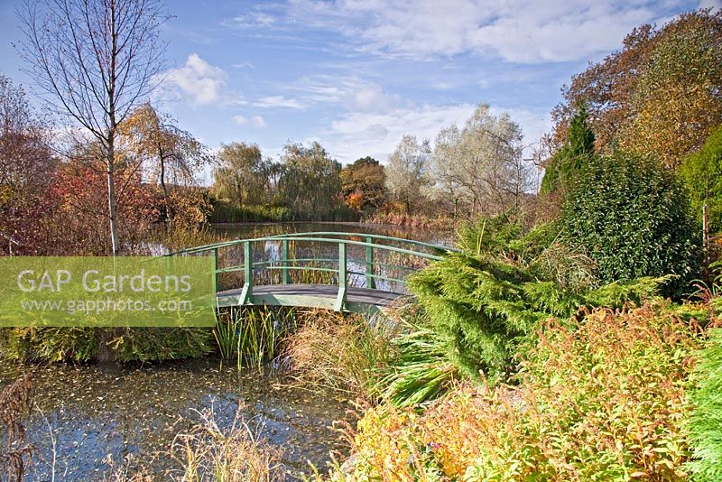 Picturesque aboretum large pond and Monet bridge with autumn colour from trees and shrubs at Wilkins Pleck (NGS) Whitmore near Newcastle-under-Lyme in North Staffordshire