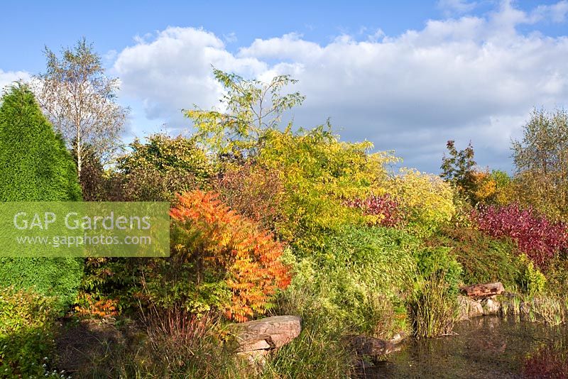 Picturesque aboretum large pond with autumn colour from trees and shrubs at Wilkins Pleck (NGS) Whitmore near Newcastle-under-Lyme in North Staffordshire