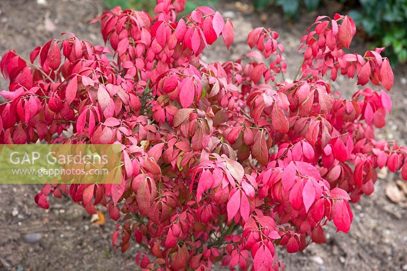 Euonymus alatus 'Compactus' at Wilkins Pleck (NGS) at Whitmore near Newcastle-under-Lyme in North Staffordshire