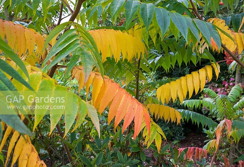 Rhus Typhina foliage - Stagshorn Sumach or Velvet Sumach at Wilkins Pleck (NGS) at Whitmore near Newcastle-under-Lyme in North Staffordshire