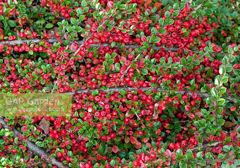 Cotoneaster 'Horizontalis' autumn Wilkins Pleck (NGS) Whitmore near Newcastle-under-Lyme in North Staffordshire