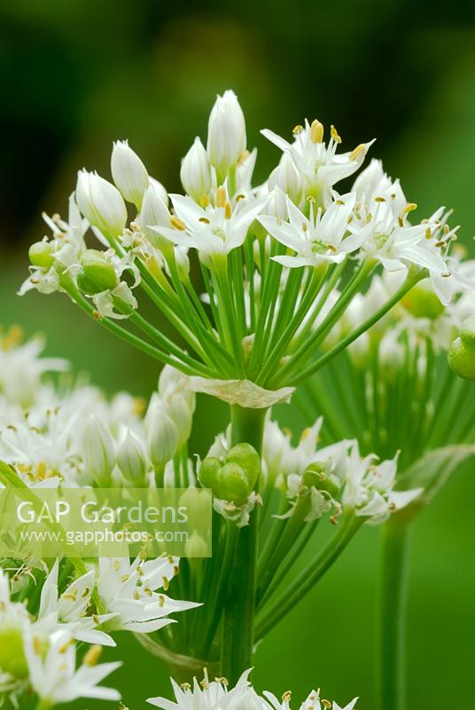 Allium tuberosum, Garlic Chive flowers