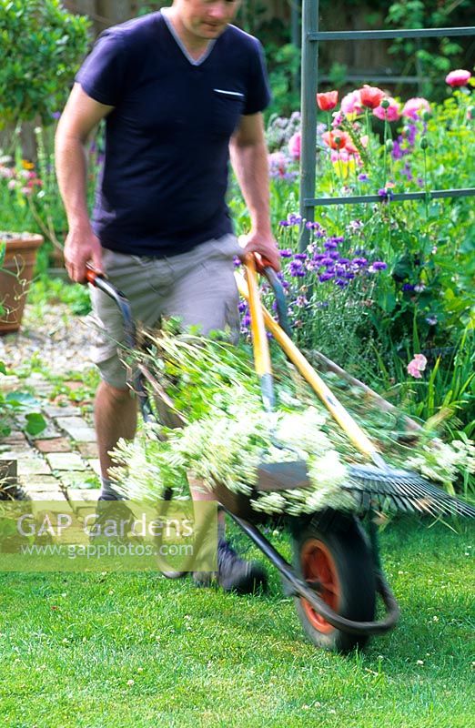 Man with wheelbarrow on way to compost heap 