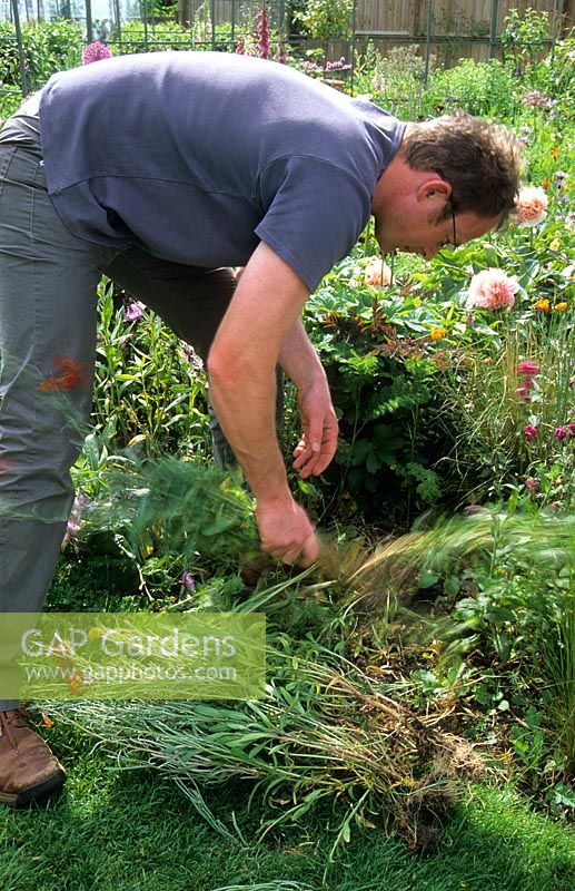 Man removing faded wallflowers from border 