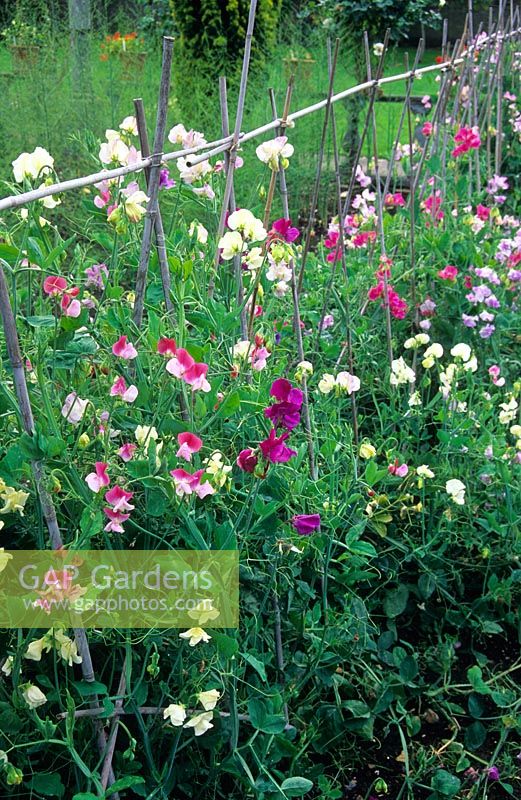 Mixed Lathyrus growing on traditional bamboo supports