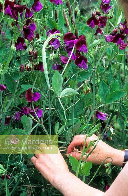Sweet pea wigwam sequence - Tying in growing shoots using soft twine