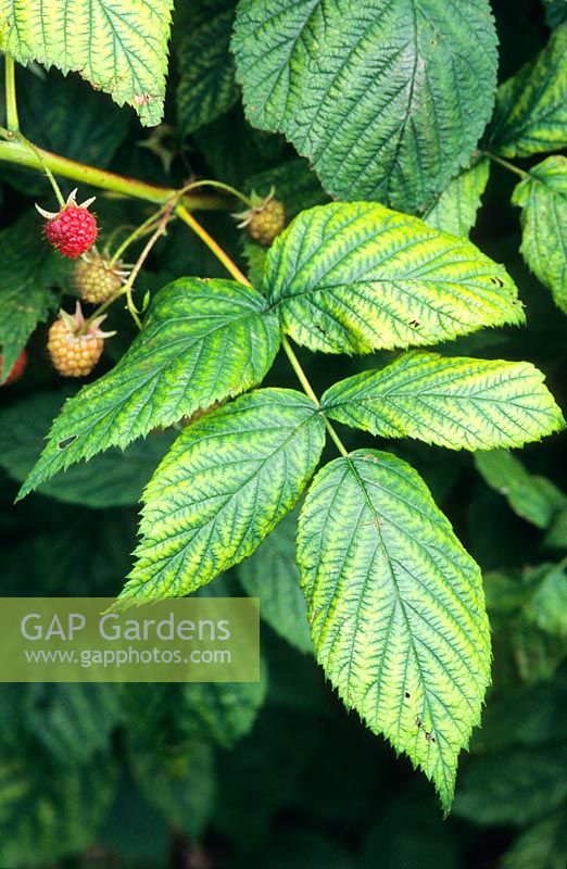 Lime induced chlorosis on raspberry