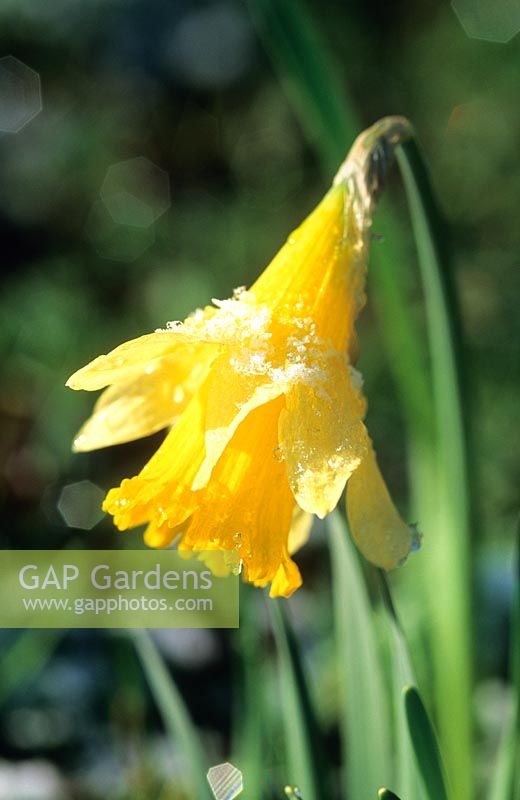 Narcissus pseudonarcissus with snow in February