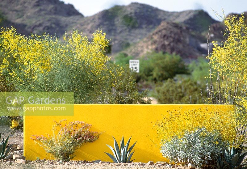 Bright yellow painted wall matches the flowering Paleo verde trees, Cercidium microphyllum