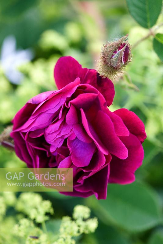 Rosa 'Tuscany Superb' - Gallica rose and alchemilla mollis