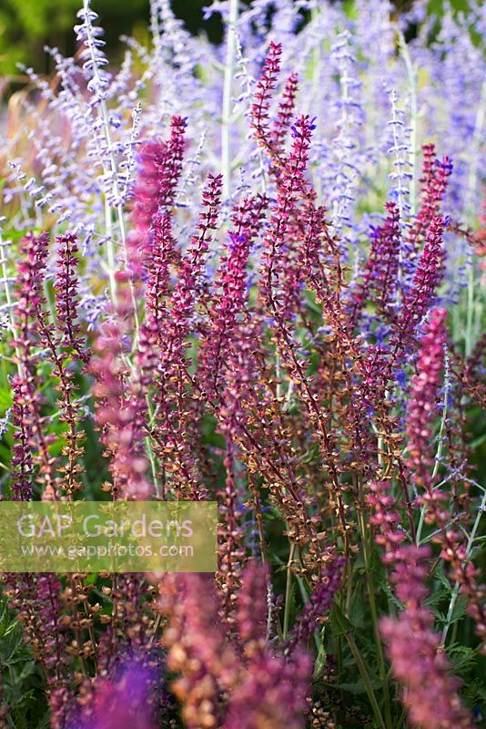 Russian sage and Salvias