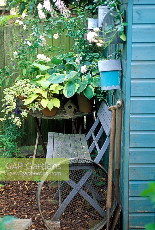 Garden seat and blue shed with garden tools and Hostas in pots