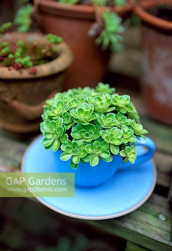 Alpine Saxifrage in a blue cup and saucer