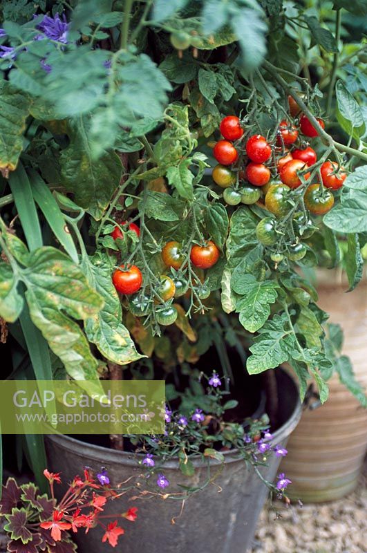 Tomatoes growing in a galvanised bucket 