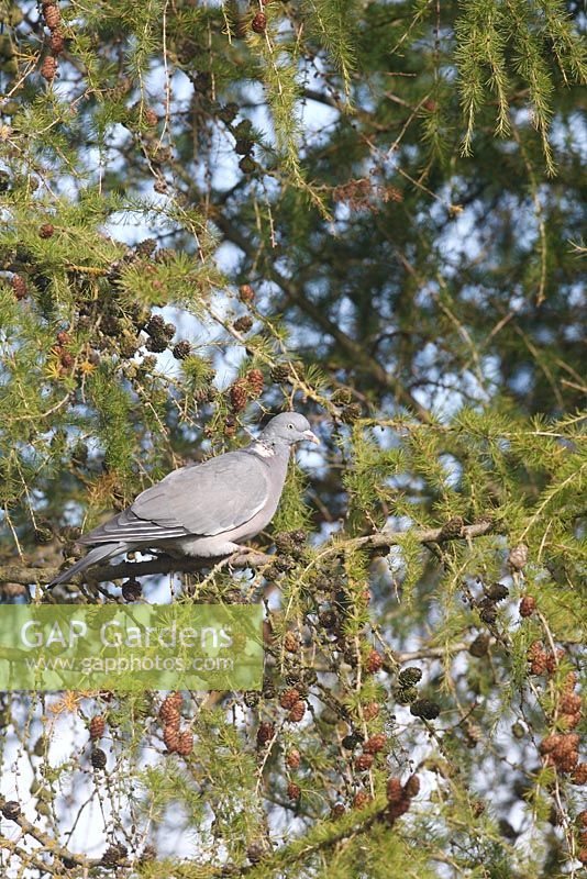 Wood pigeon - Columba palumbus perching in larch tree