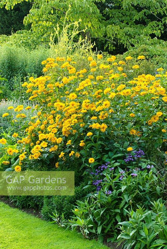 Heliopsis helianthoides var scabra 'Sommersonne' in mixed herbaceous border - Fellows' Garden, Clare College, Cambridge
