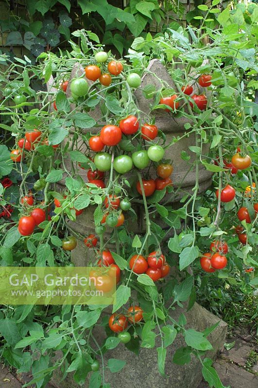 Tomatoes 'Tumbler' spilling out of a Victorian chimney pot                          