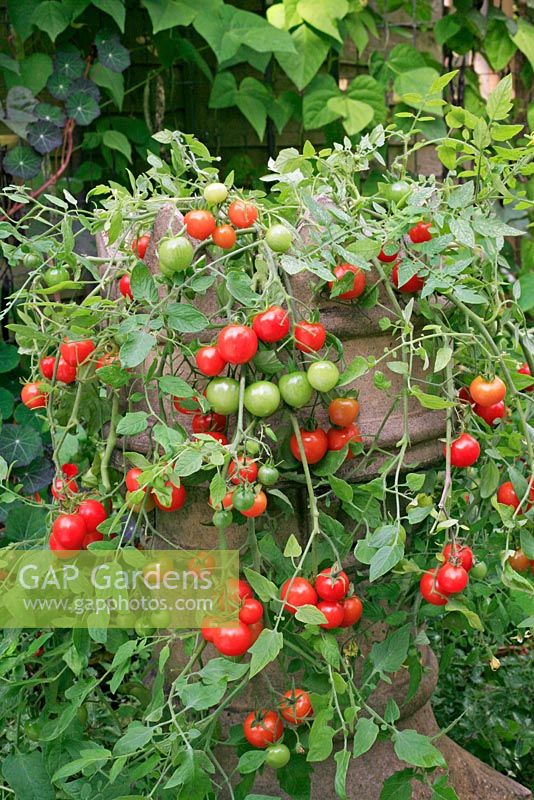 Tomatoes 'Tumbler' trailing out of a Victorian crown chimney pot 