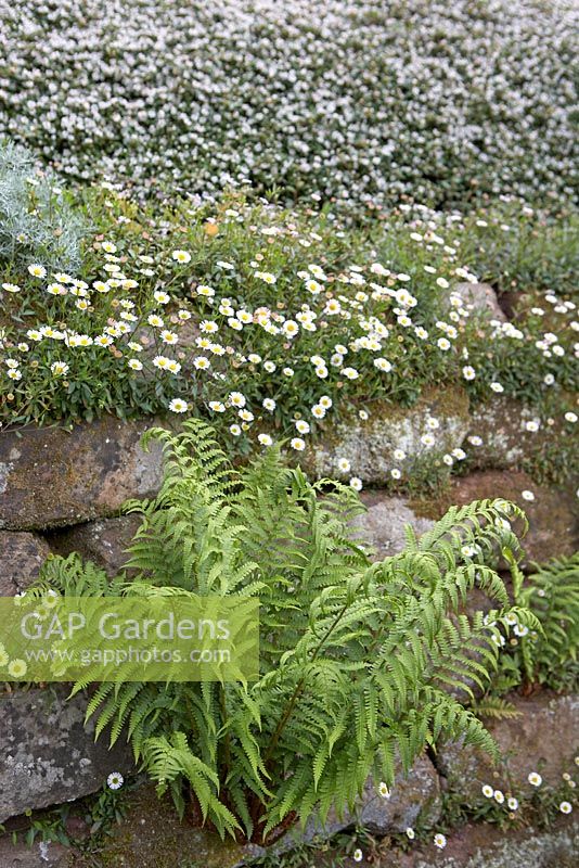 Dry stone wall with ferns and Erigeron karvinskianus