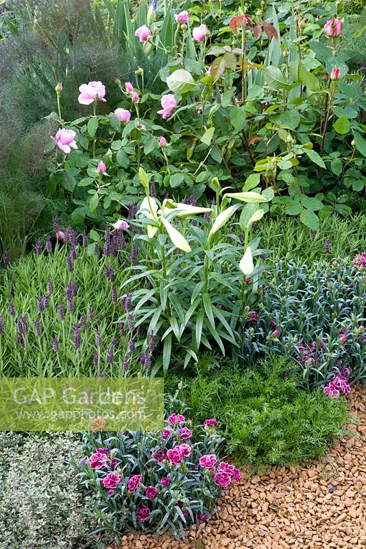 Mixed border of Lavandula stoechas, Lilium regale, Rosa 'Gertrude Jekyll', Dianthus and Thymus 'Silver Posie' - The Perfume Garden - Most Creative Award winner at RHS Chelsea Flower Show 2009